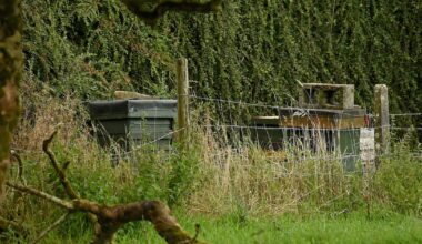 Woman (70s) dies after being stung by swarming bees in Co Mayo – The Irish Times