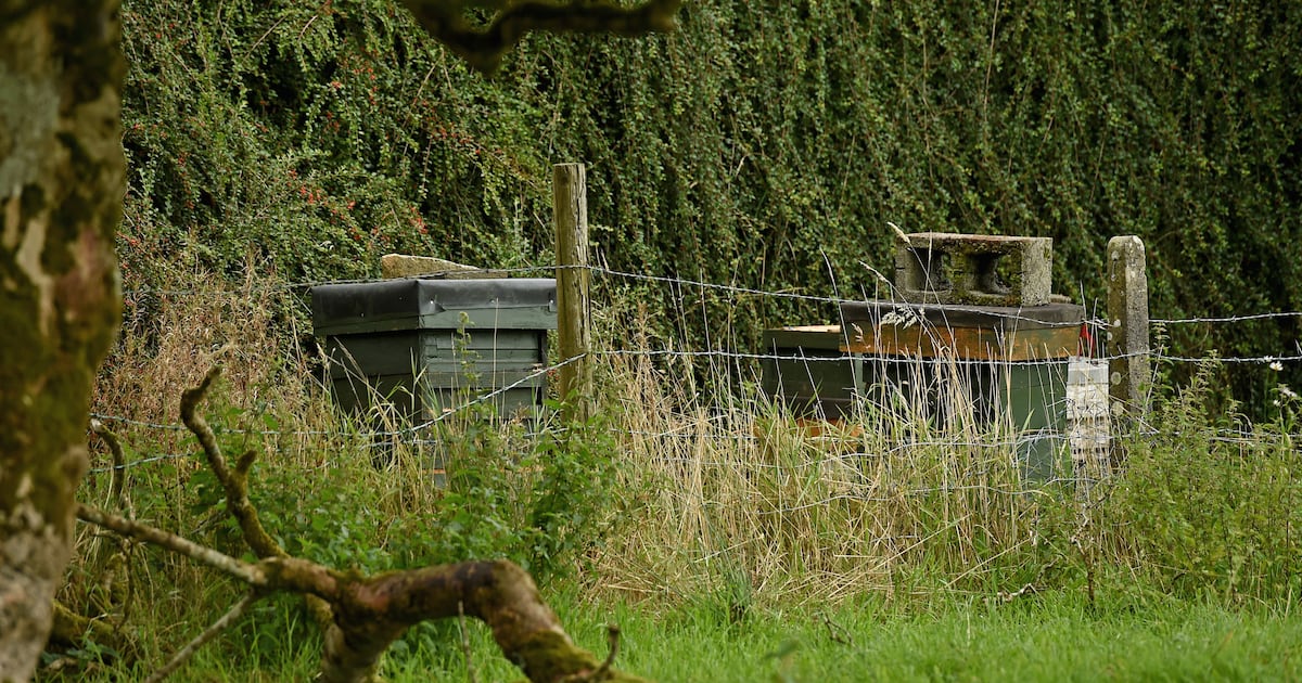 Woman (70s) dies after being stung by swarming bees in Co Mayo – The Irish Times