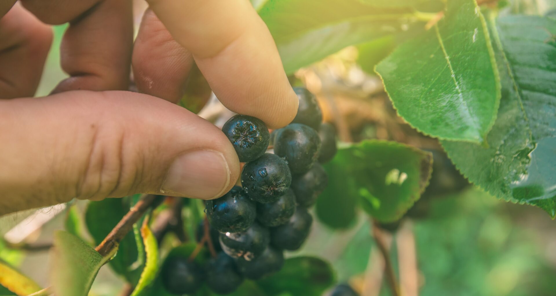Aronia Fruit Extract is Promising Adjunct in Managing Metabolic Syndrome in Older Adults