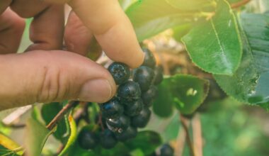 Aronia Fruit Extract is Promising Adjunct in Managing Metabolic Syndrome in Older Adults