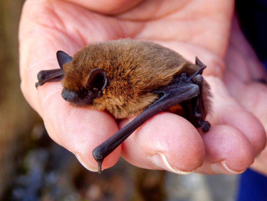 A common pipistrelle. Photo: Getty