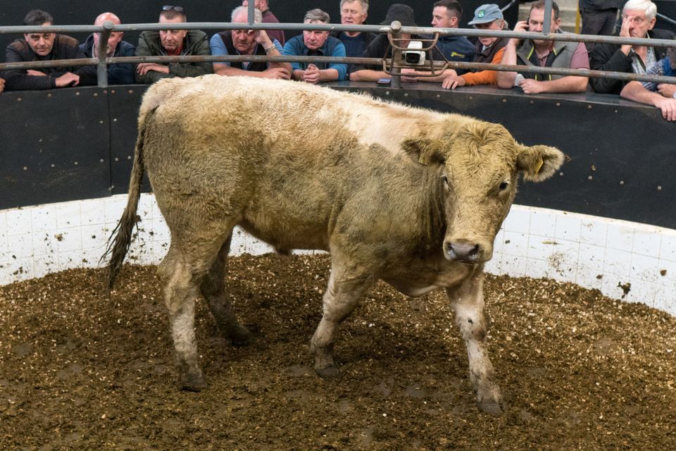 ‘Once you went over 500kg,  prices for continentals rocketed’. Photo: Gerry Faughnan