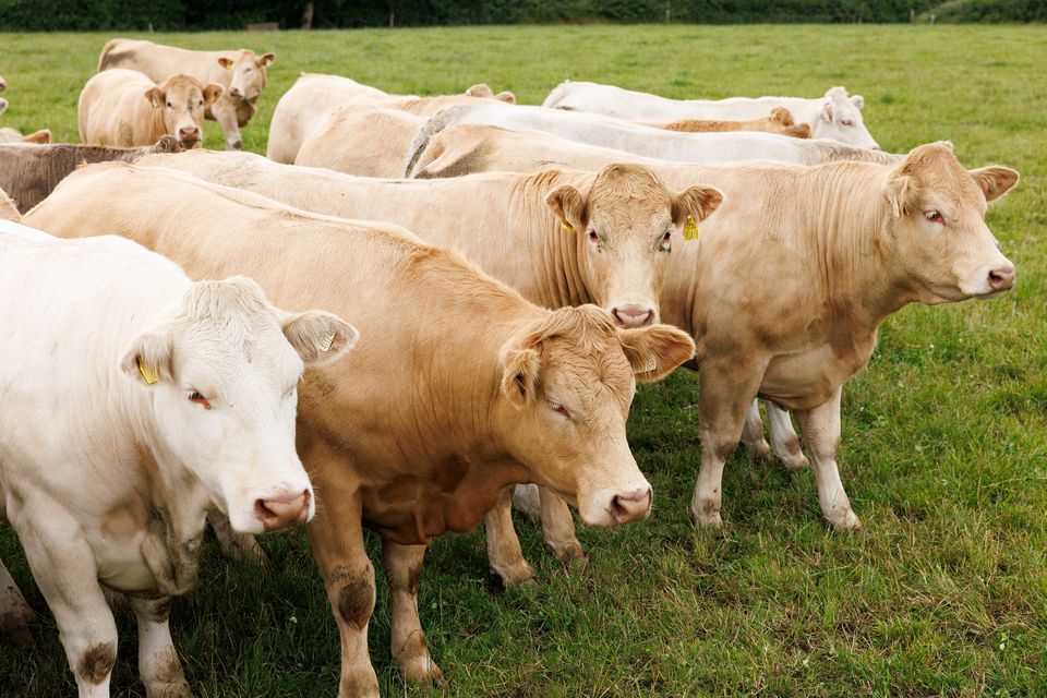 Beef supplies across all main beef-producing countries are extremely low, with some countries at their lowest levels in 50 years