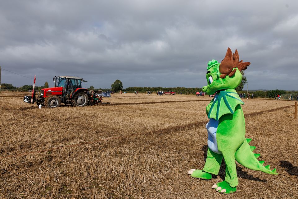 Tractor ploughing on the second day of the National Ploughing Championships in Screggan, Tullamore, Co. Offaly. Pic:Mark Condren