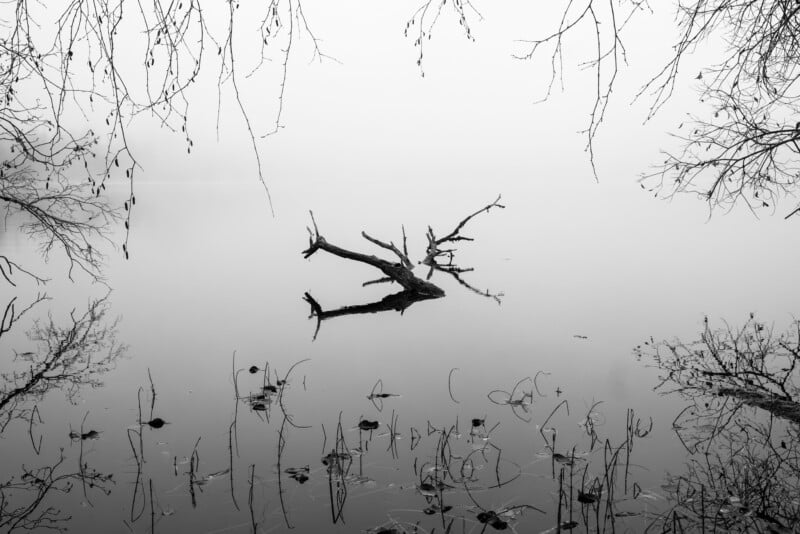 A leafless tree branch lies in the still, misty water of a lake, surrounded by reflected twigs and overhanging branches, creating a calm and serene black-and-white scene.