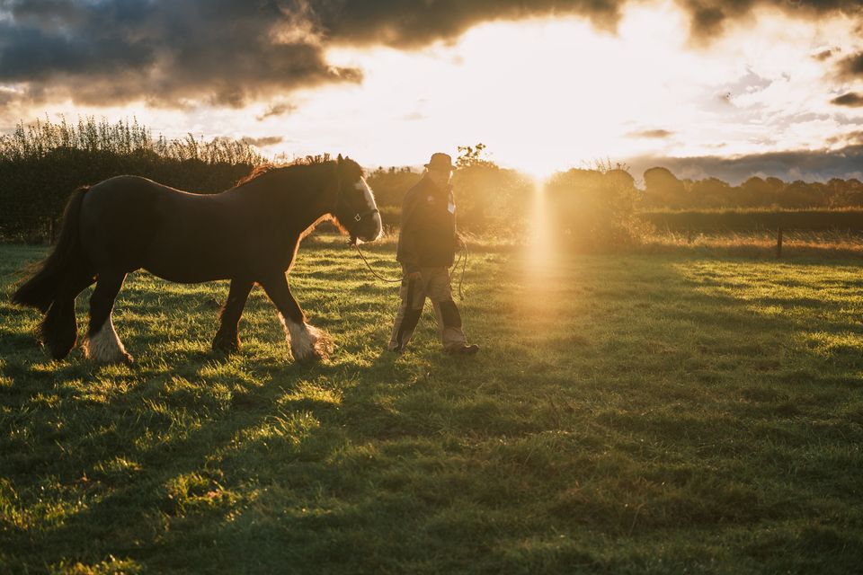 James Coffey from Co Roscommon getting his horse ready on day two of the National Ploughing Championships in Screggan, Tullamore, Co. Offaly. Picture Mark Condren