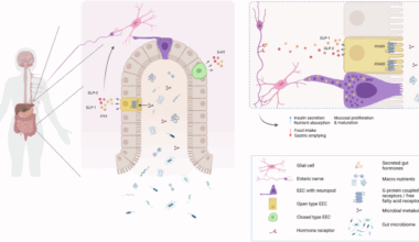 Enteroendocrine cells: the gatekeepers of microbiome-gut-brain communication