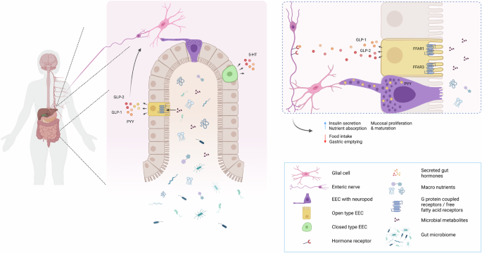 Enteroendocrine cells: the gatekeepers of microbiome-gut-brain communication
