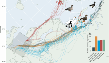 Scope for waterfowl to speed up migration to a warming Arctic