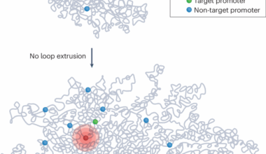 Is enhancer-driven gene regulation all wrapped up?