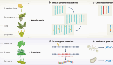 The dawn of bryophyte genomics is here