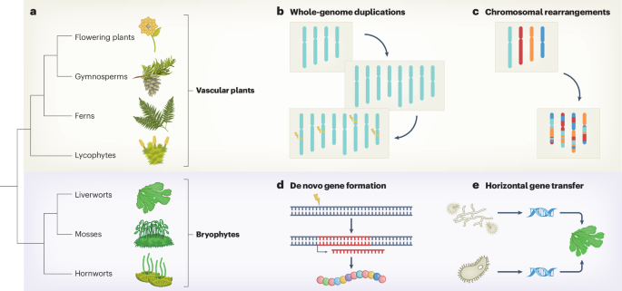 The dawn of bryophyte genomics is here
