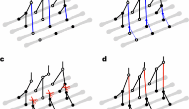 Robust and accurate Bayesian inference of genome-wide genealogies for hundreds of genomes