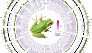 Chromosome-level genome assembly of the Tyrrhenian tree frog (Hyla sarda)