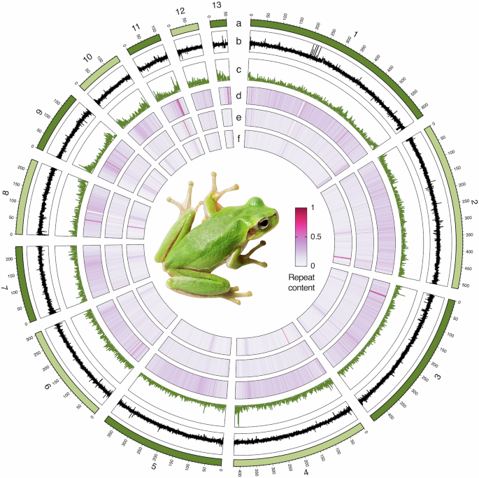 Chromosome-level genome assembly of the Tyrrhenian tree frog (Hyla sarda)