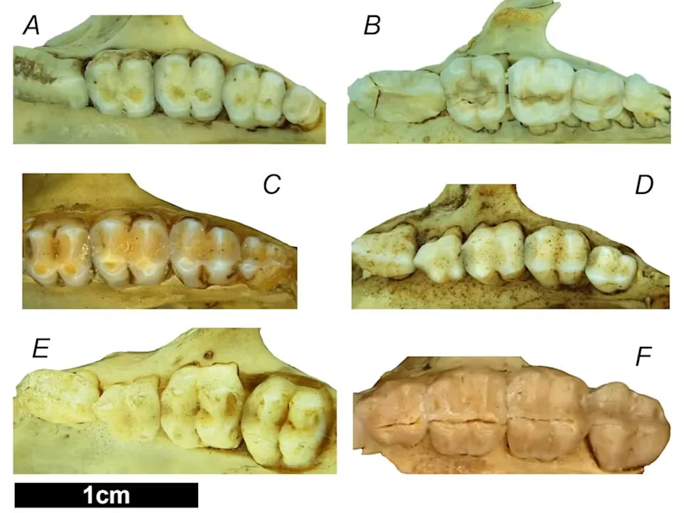 Rows of teeth showing adaptations for different diets in different species of bettong in this study. (A) Bettongia ogilbyi ogilbyi, (B) Bettongia ogilbyi francisca, (C) Bettongia ogilbyi sylvatica, (D) Bettongia haoucharae, (E) Bettongia ogilbyi odontoploica, and (F) Bettongia penicillata (Jake Newman-Martin, CC BY-NC)