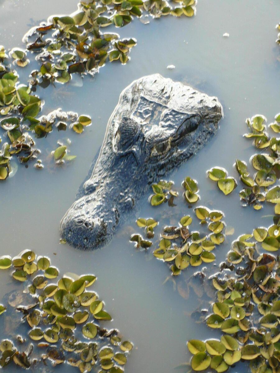 Caiman in the Pantanal. Picture: Richard Collins 
