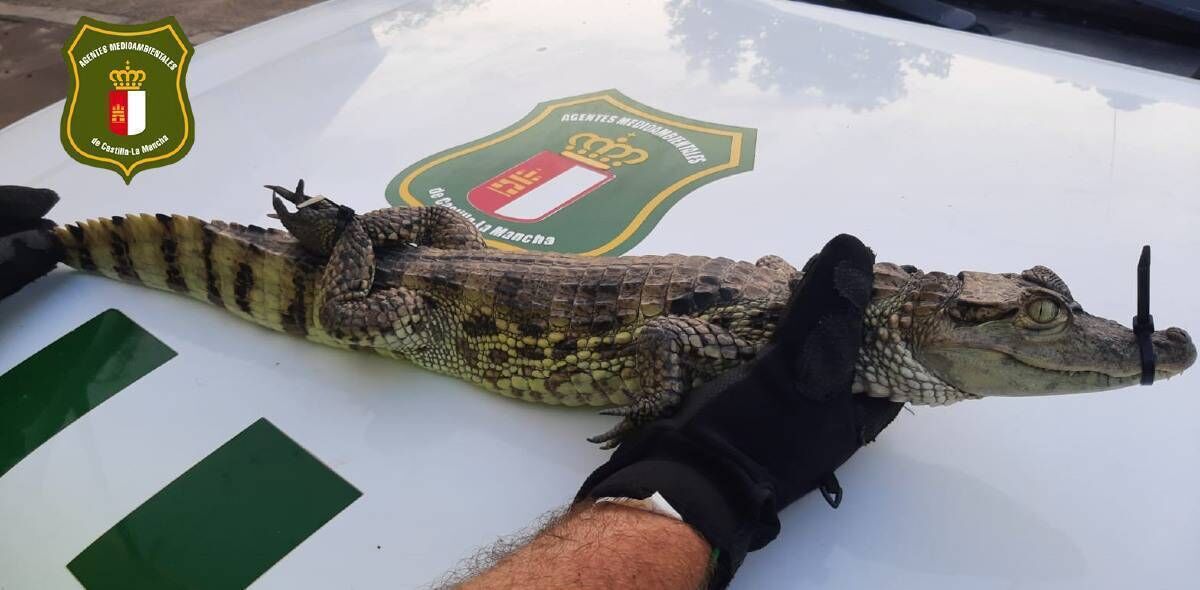 SEPRONA personnel from the guardiacivil_ab, Environmental Agents, staff of the Albacete Wildlife Recovery Center and partners of the fishing club of Almansa have participated in the capture of a Yacaré caiman specimen, almost a meter long, that was spotted in the waters of the Almansa marsh. This alligator, which is registered in Appendix II of the List of Protected Species of #CITES (Convention on International Trade in Endangered Species of Wild Fauna and Flora), will be handed over to the officials of the Madrid Zoo. The Benemerita is now working on locating the person who released the alligator in the Almanse marsh.  Picture: Guardia Civil Albacete