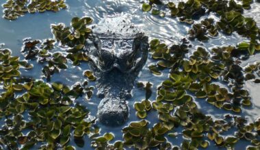 No smiles for illegally released crocodile in Spain