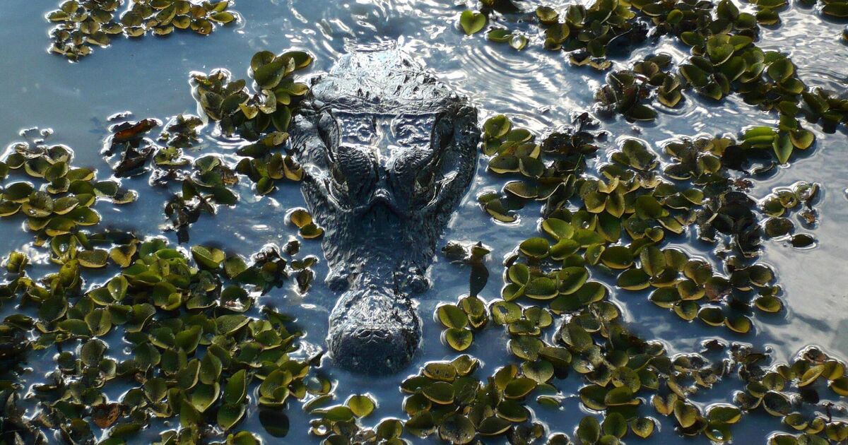No smiles for illegally released crocodile in Spain