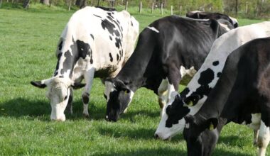 Why Irish dairy has escaped the brunt of US tariffs