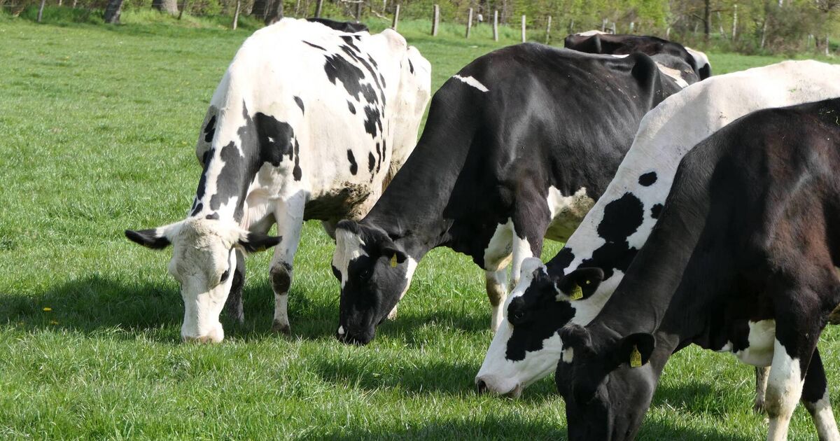 Why Irish dairy has escaped the brunt of US tariffs