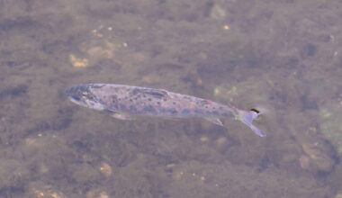 Shocking indifference to catastrophic Blackwater pollution is a sign of the times