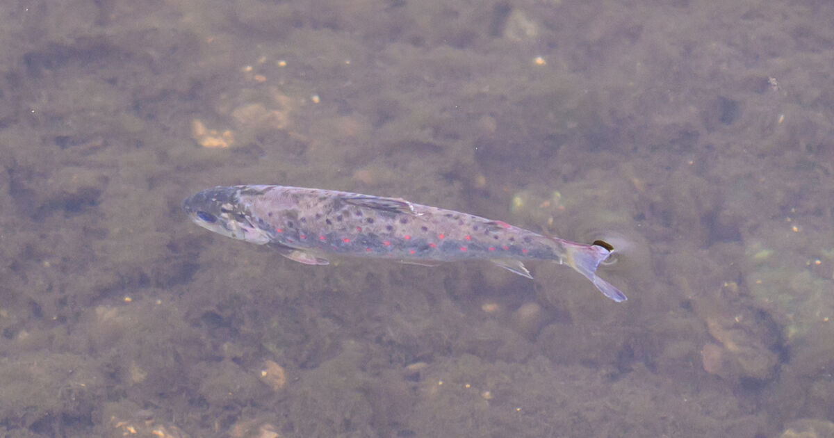 Shocking indifference to catastrophic Blackwater pollution is a sign of the times