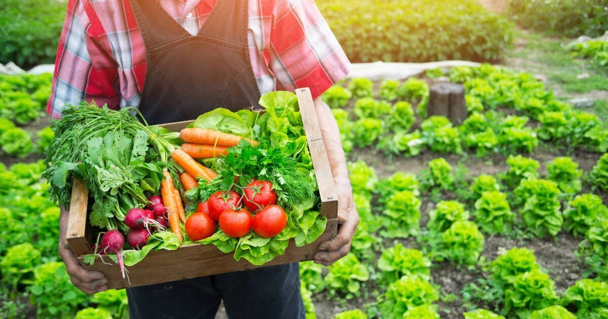 What are UPFs and how to easily eat more unprocessed food — plus a triple-protein dahl recipe