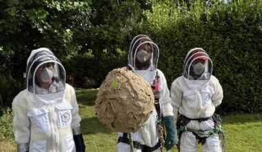 Second Asian hornet nest discovered in Cork as first is ‘safely removed’