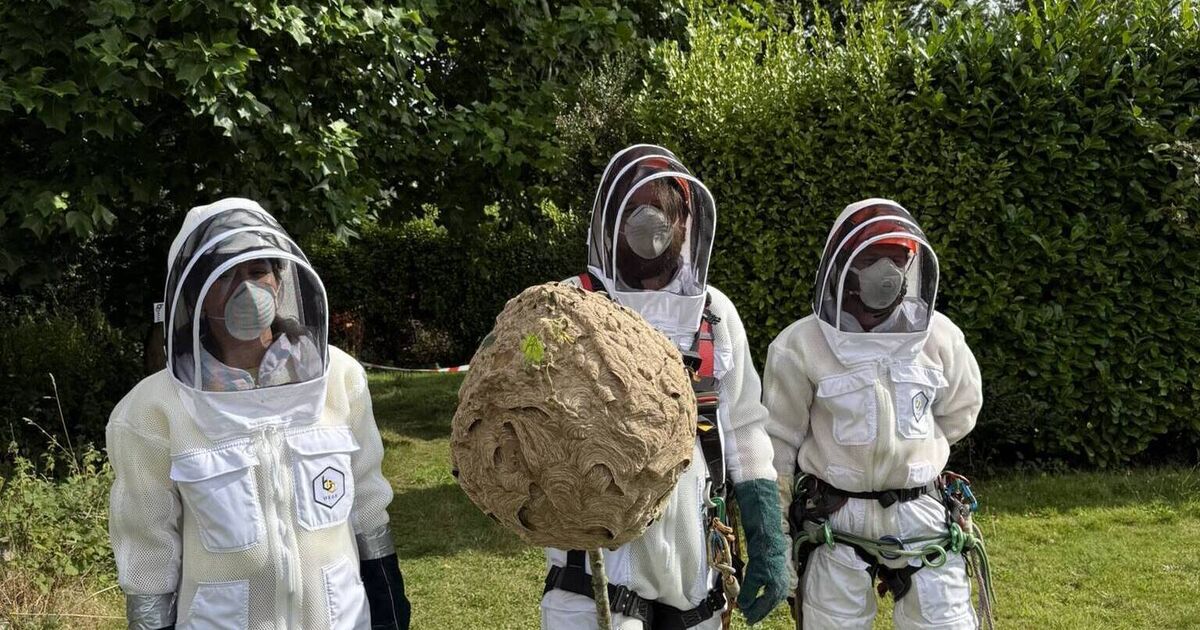 Second Asian hornet nest discovered in Cork as first is ‘safely removed’