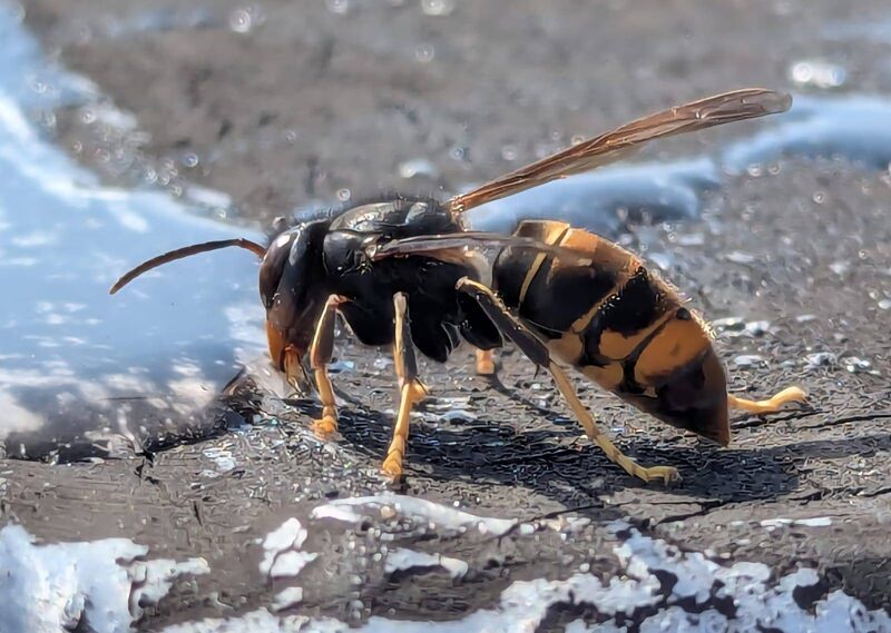 A sighting of a single Asian Hornet in Dublin has also been verified. File Picture