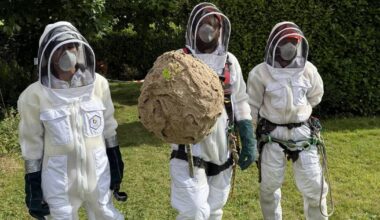 Asian hornet threat grows as second nest found in Cork, Dublin sighting also confirmed