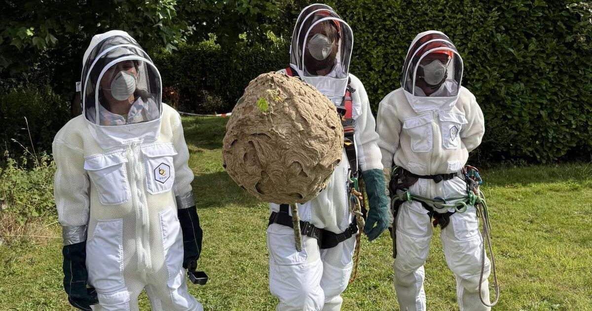 Asian hornet threat grows as second nest found in Cork, Dublin sighting also confirmed