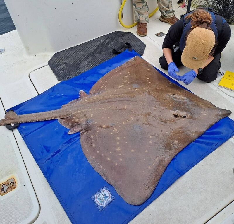 File image: Dr Danielle Orrell collects parasites from a female flapper skate measuring 1.6m in total length (measured from the tip of its snout to the end of its tail). Picture: David Edwards of West Cork Charters