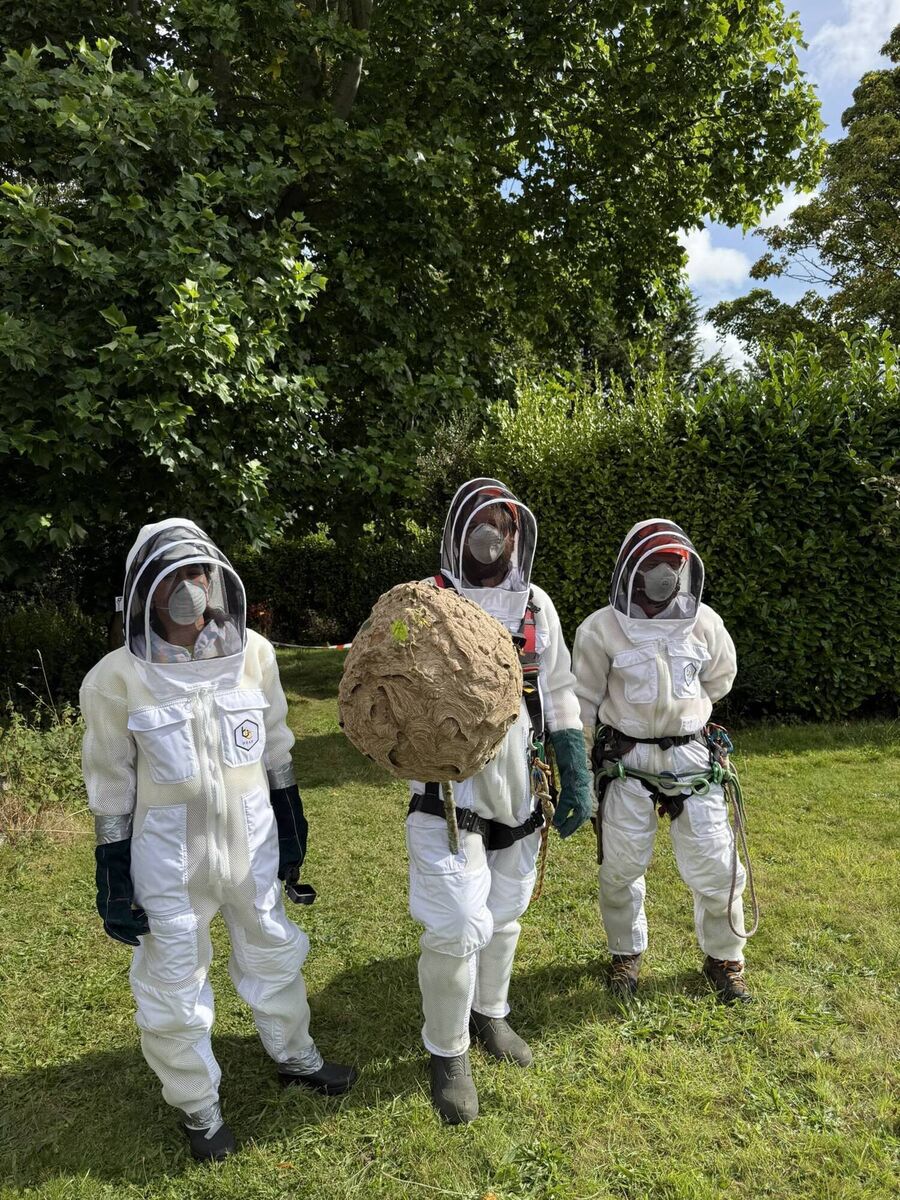 The National Parks and Wildlife Service team removing the first Asian hornet nest ever found in Ireland: Claire Deasy, NPWS, Sam Bayley, NPWS, and David Law of David Law Tree Care. Picture: NPWS