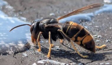 Second Asian hornet nest removed in Cork as NPWS rules out breeding risk