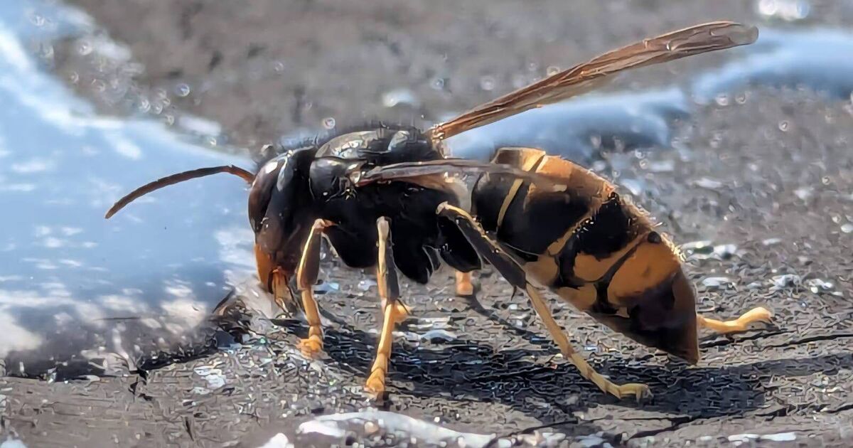Second Asian hornet nest removed in Cork as NPWS rules out breeding risk