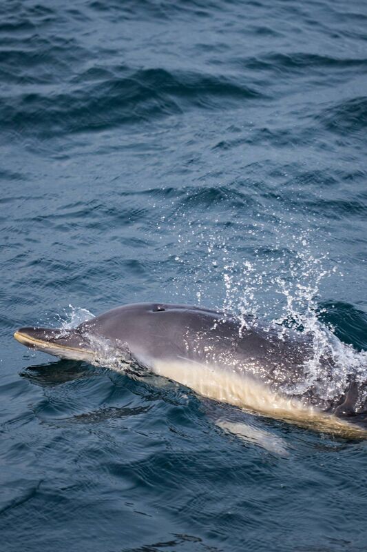 A dolphin breaks the ocean's surface to say hello.