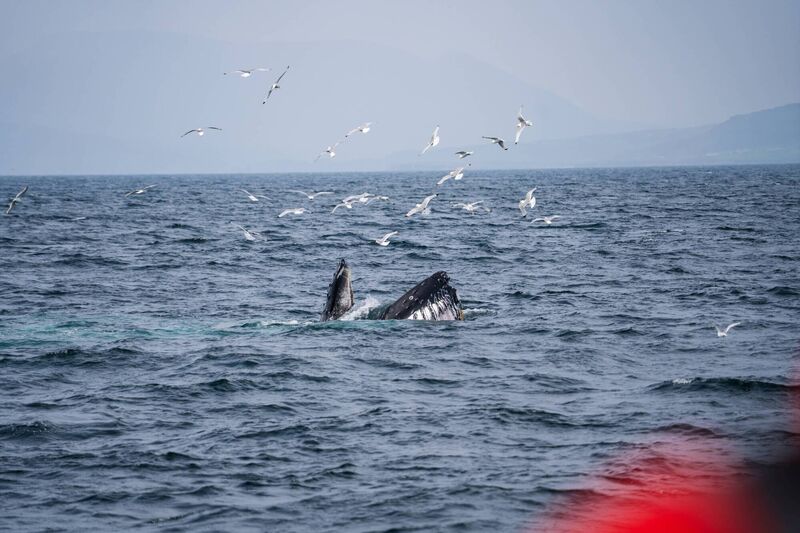 A whale's tail, visible as it flukes, as seen from the Kiwi Girl.