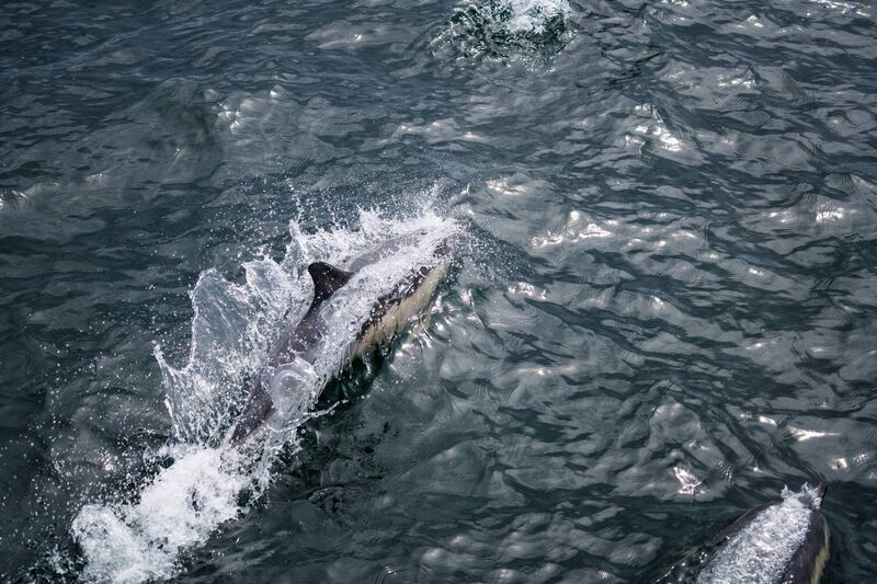A Minke whale comes to the surface.