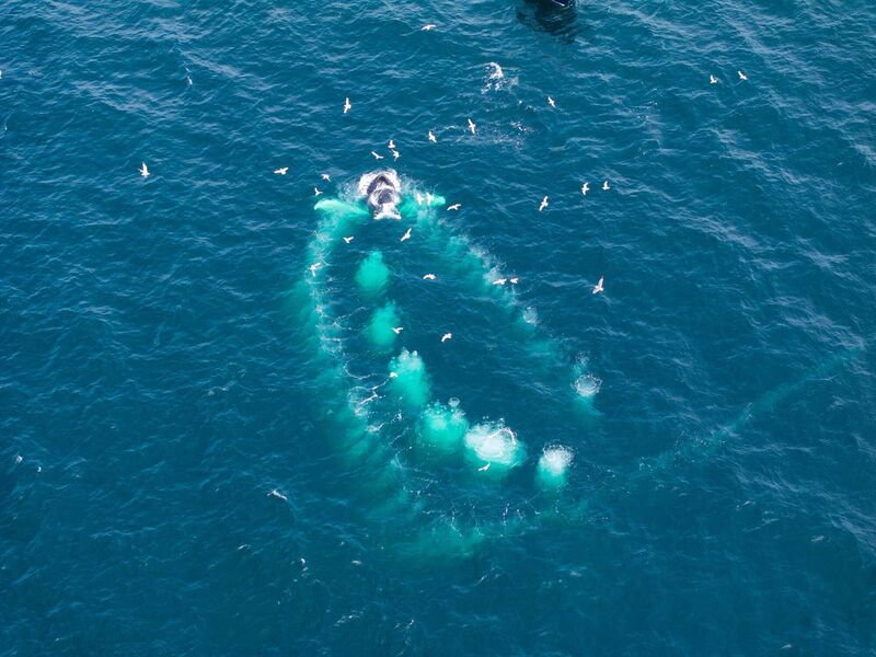 Dolphins in formation, as seen from the Kiwi Girl