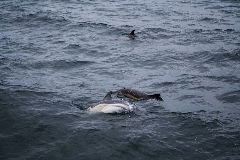 A pod of dolphins plunges back into the water,