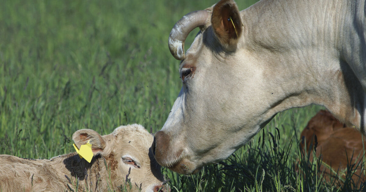 Mart in Co Cork fined after RTÉ programme highlighted animal welfare breaches