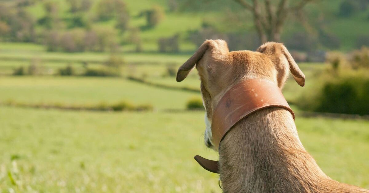 Ice cream van driver convicted of illegal hunting in North Cork