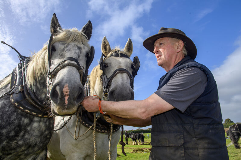 Moss Trant, Tralee, holding onto horses Elton John and Larry at the senior horse class ploughing on the second day of the National Ploughing Championships.