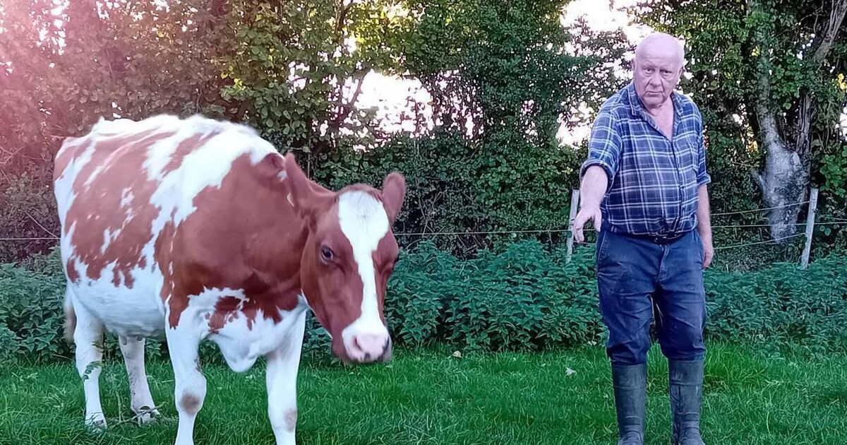 'After 51 years, I wept as I milked my last cow on my Cork farm'