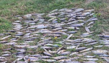 No definitive cause of Blackwater pollution that killed 32,000 fish