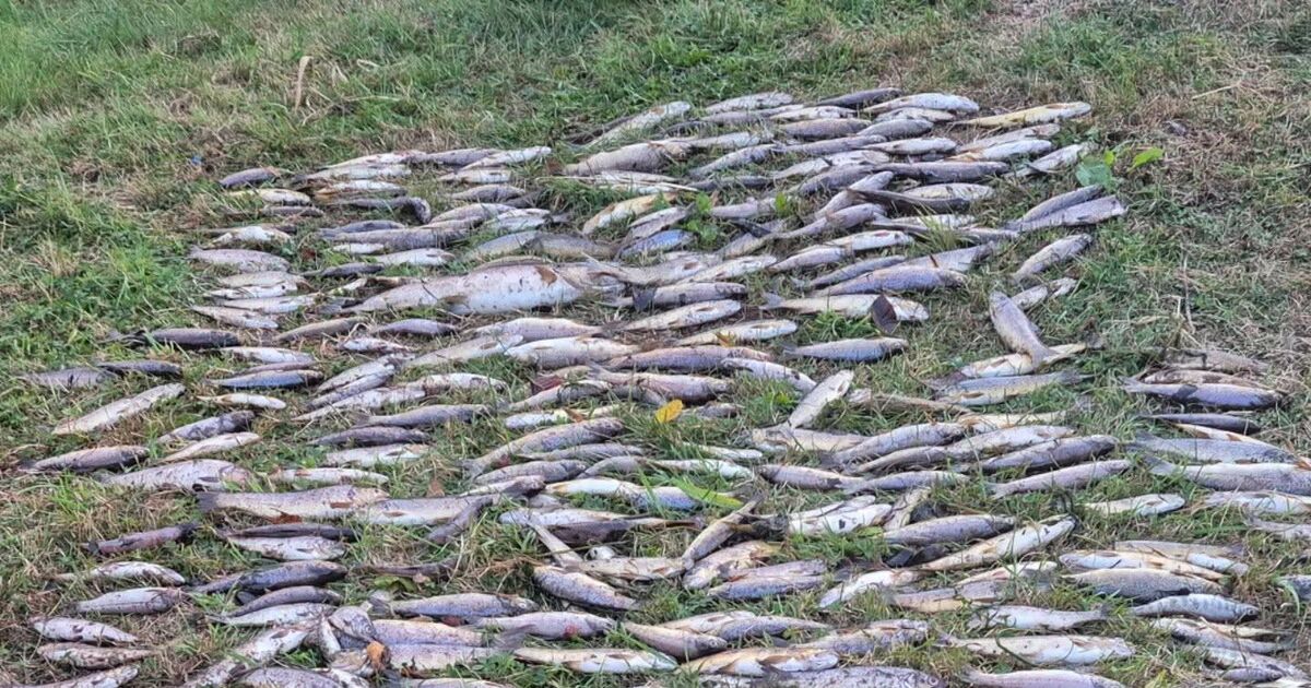 No definitive cause of Blackwater pollution that killed 32,000 fish