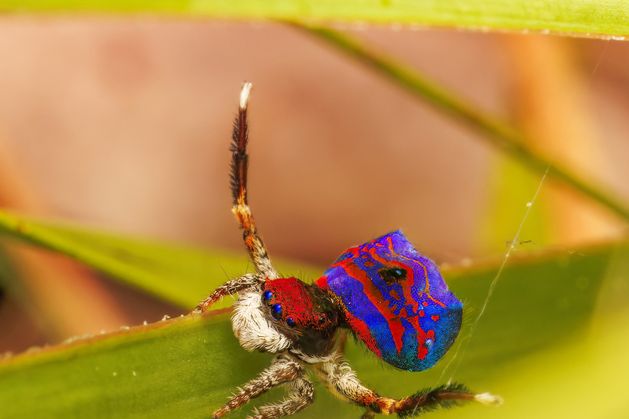 Australian peacock spider’s ‘dark DNA’ may hold key to secrets of species evolution